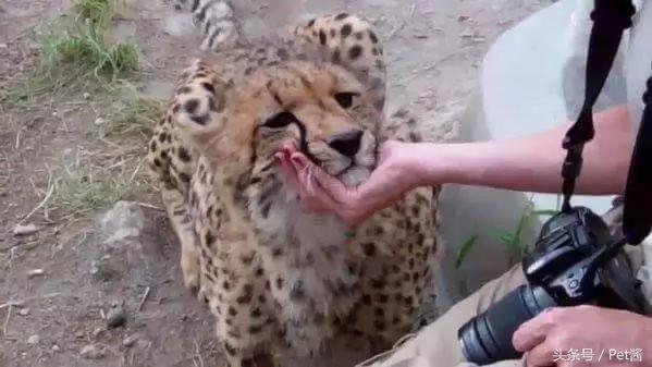 碰到猎豹怎么办,遇到猎豹视频