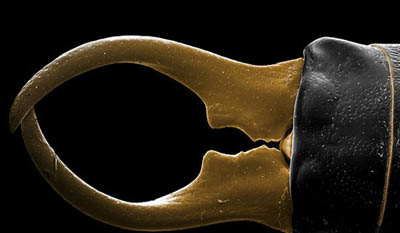 常见的大虫子科普,盘点那些你没见过的虫子