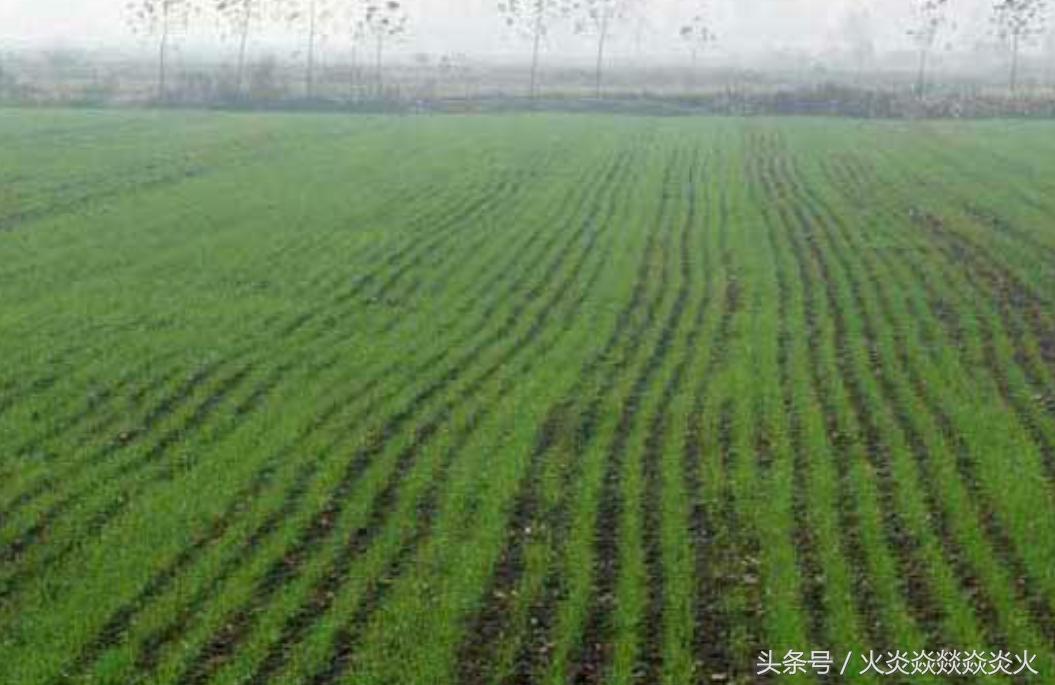 小麦种包衣推荐,小麦投入与产出