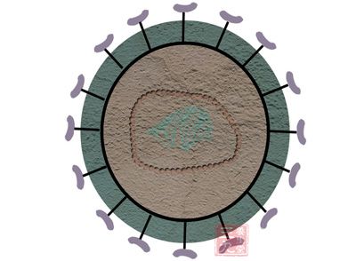 皮肤疱疹，早看早预防