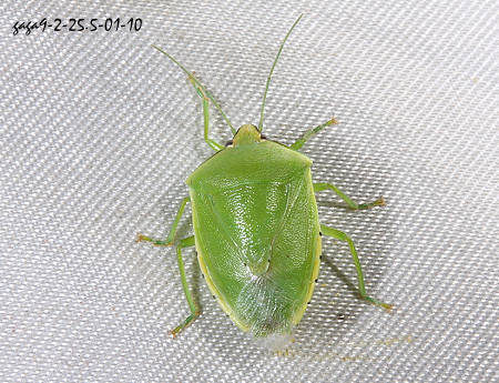 常见的大虫子科普,盘点那些你没见过的虫子