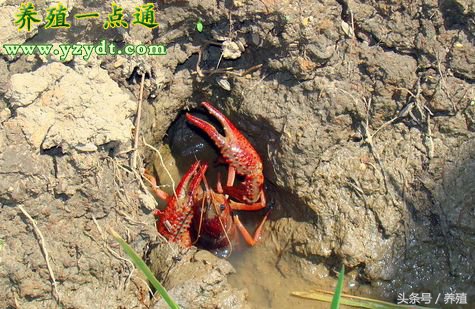 稻田套养小龙虾打洞图,稻田套养小龙虾冬季管理技术