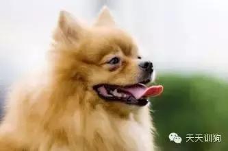 狗狗的泪痕把毛都染红了怎么办,狗狗去泪痕最有效的方法是什么