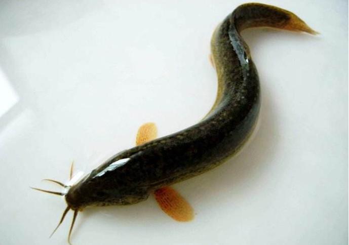 青鱼和花鲢鱼的区别图片,青鱼和花鲢鱼是一种鱼吗