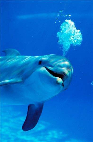 鲸鱼和其他动物的大小对比,鲸鱼和各种动物