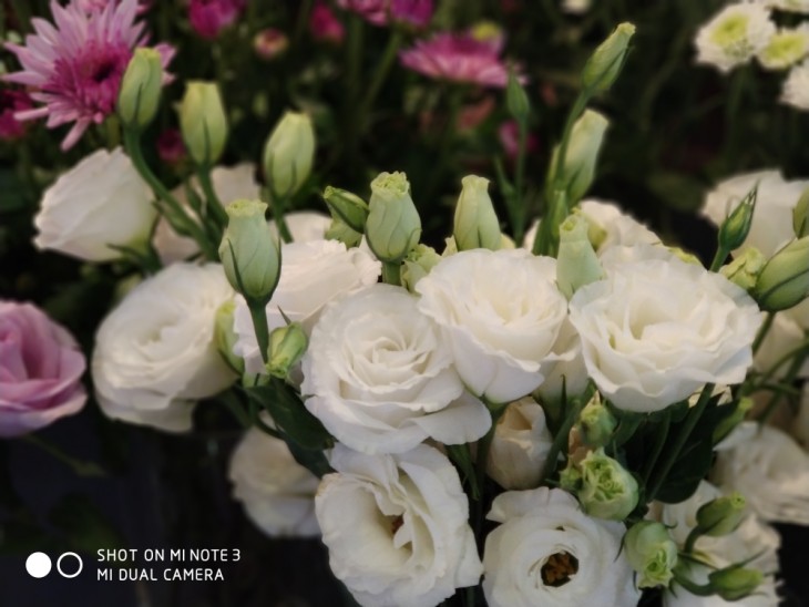 小米note3拍照一塌糊涂,小米note3颜值