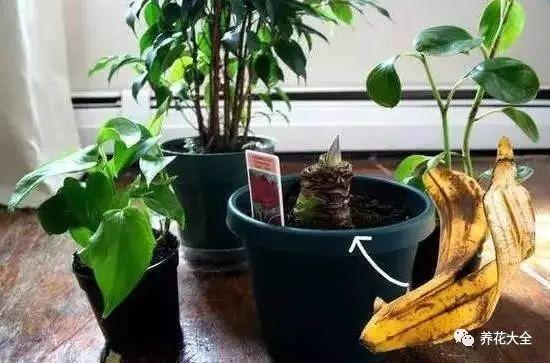 果皮肥料种花时放多少 (什么肥能促进盆栽开花结果)