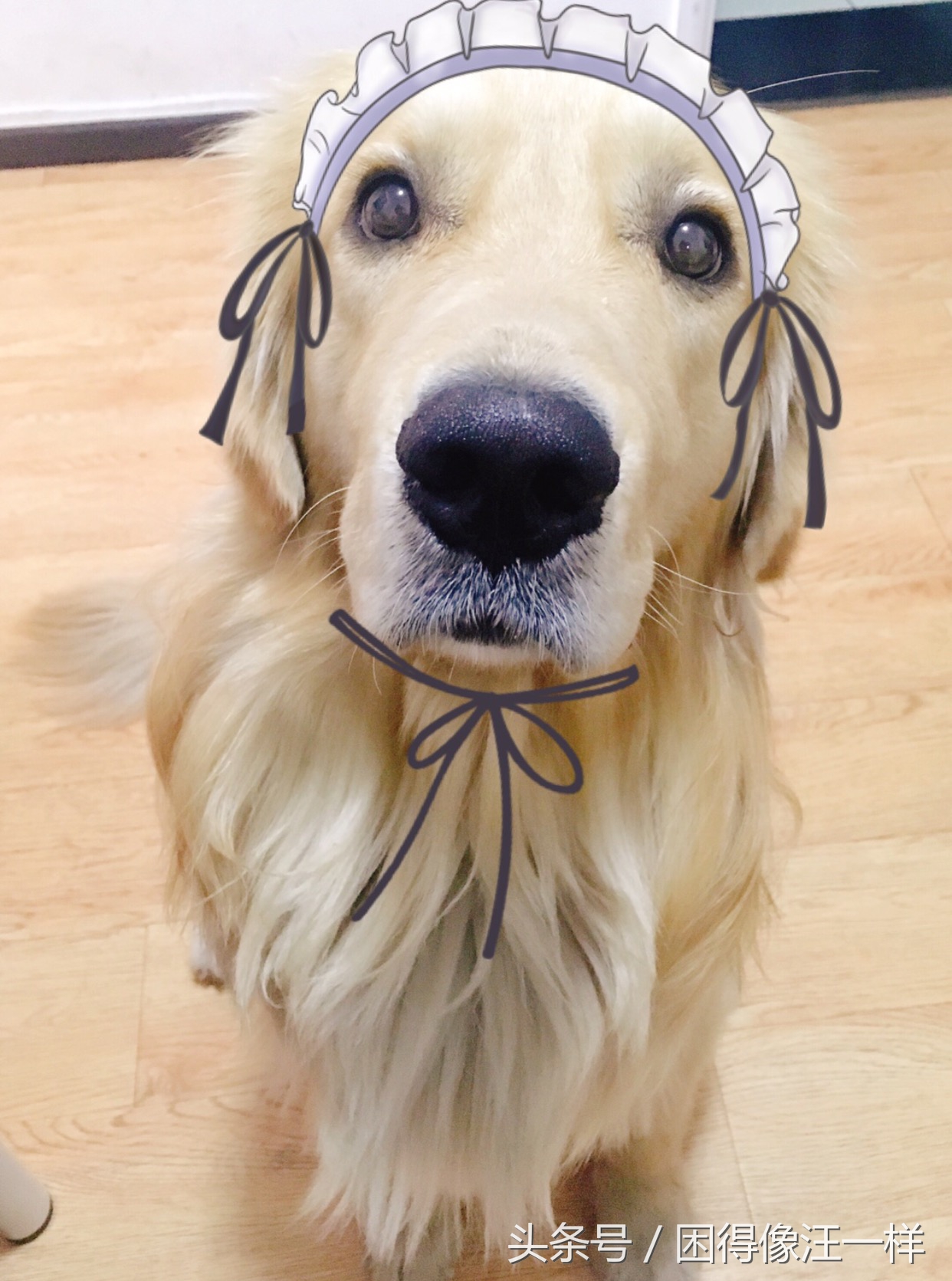 狗狗胡萝卜能每天吃吗,狗能吃胡萝卜酸奶吗