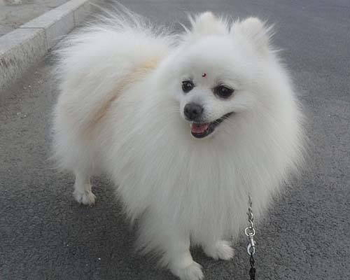 如何了解各种不同的狗狗品种,小型狗当中什么狗型最好