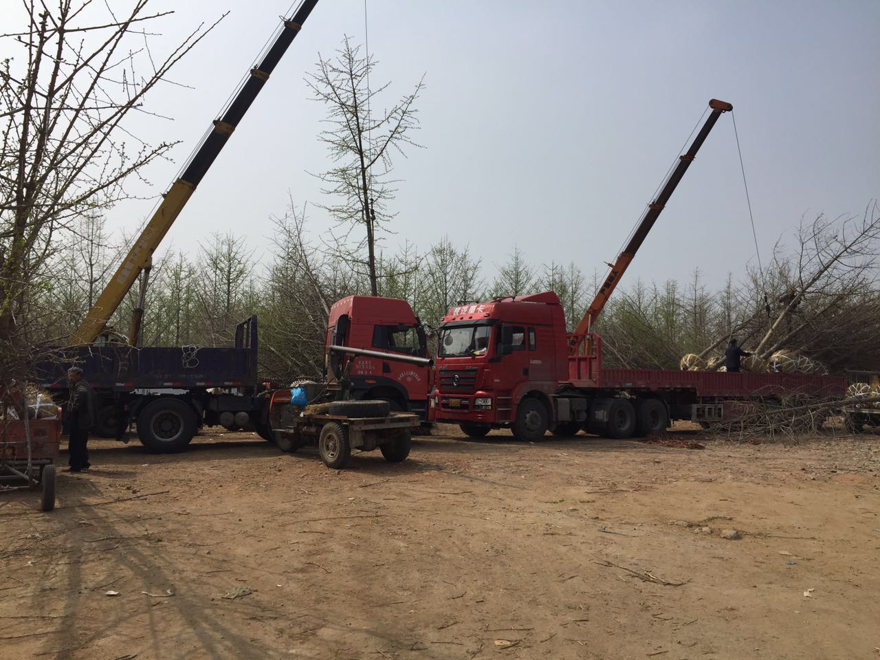 银杏树报价行情联系方式,银杏树门票预订官网