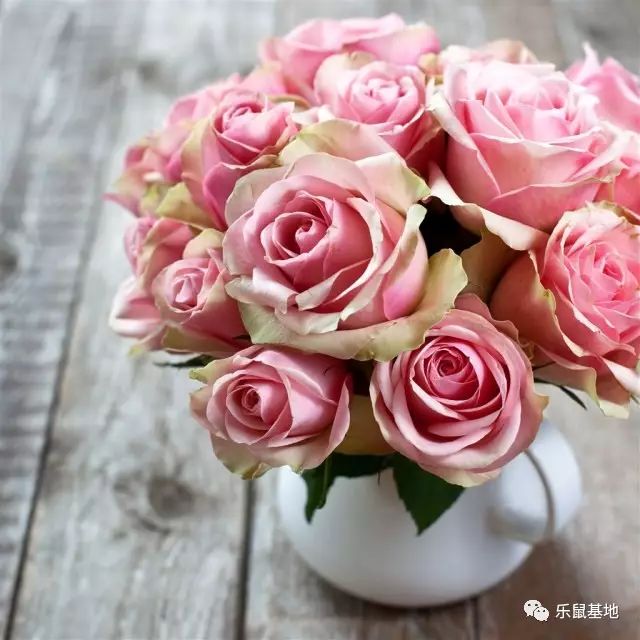 送花别弄混了月季和玫瑰 (玫瑰跟月季我和她你分得清吗)