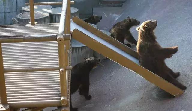 日本夏天治愈系风景北海道,夏天日本北海道之旅
