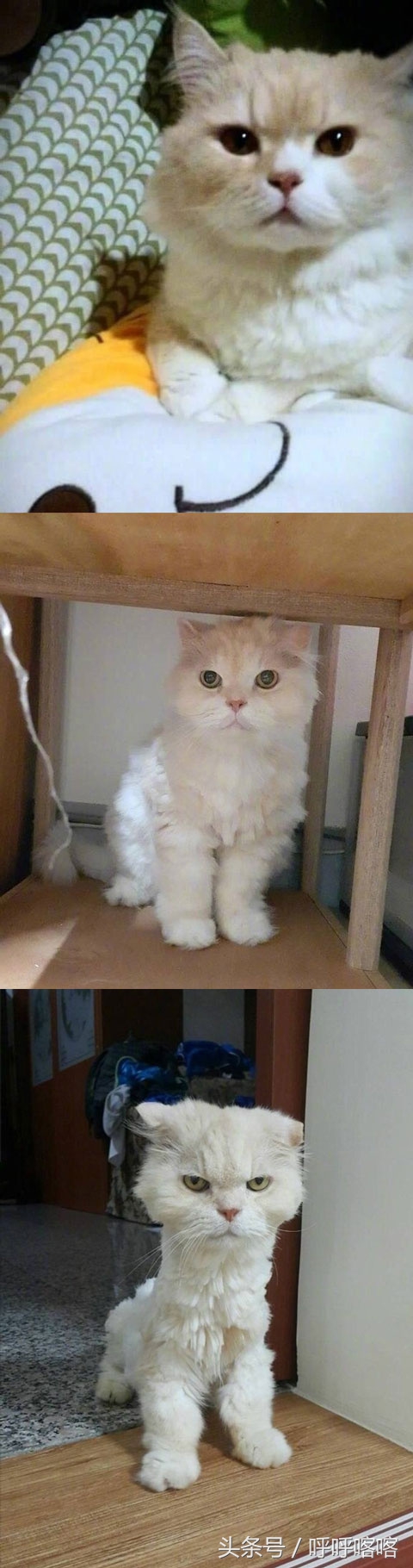 当科比遇见蔡徐坤打篮球,当科比遇到篮球爱好者