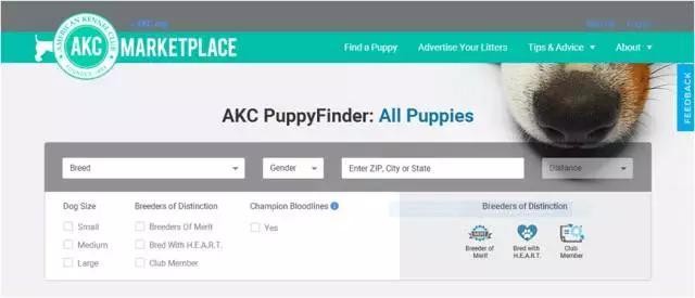 留学养宠物,出国留学宠物