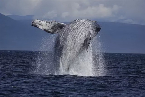 索尼将推新款rx10v超长焦黑卡相机,索尼rx10黑卡第5代新品