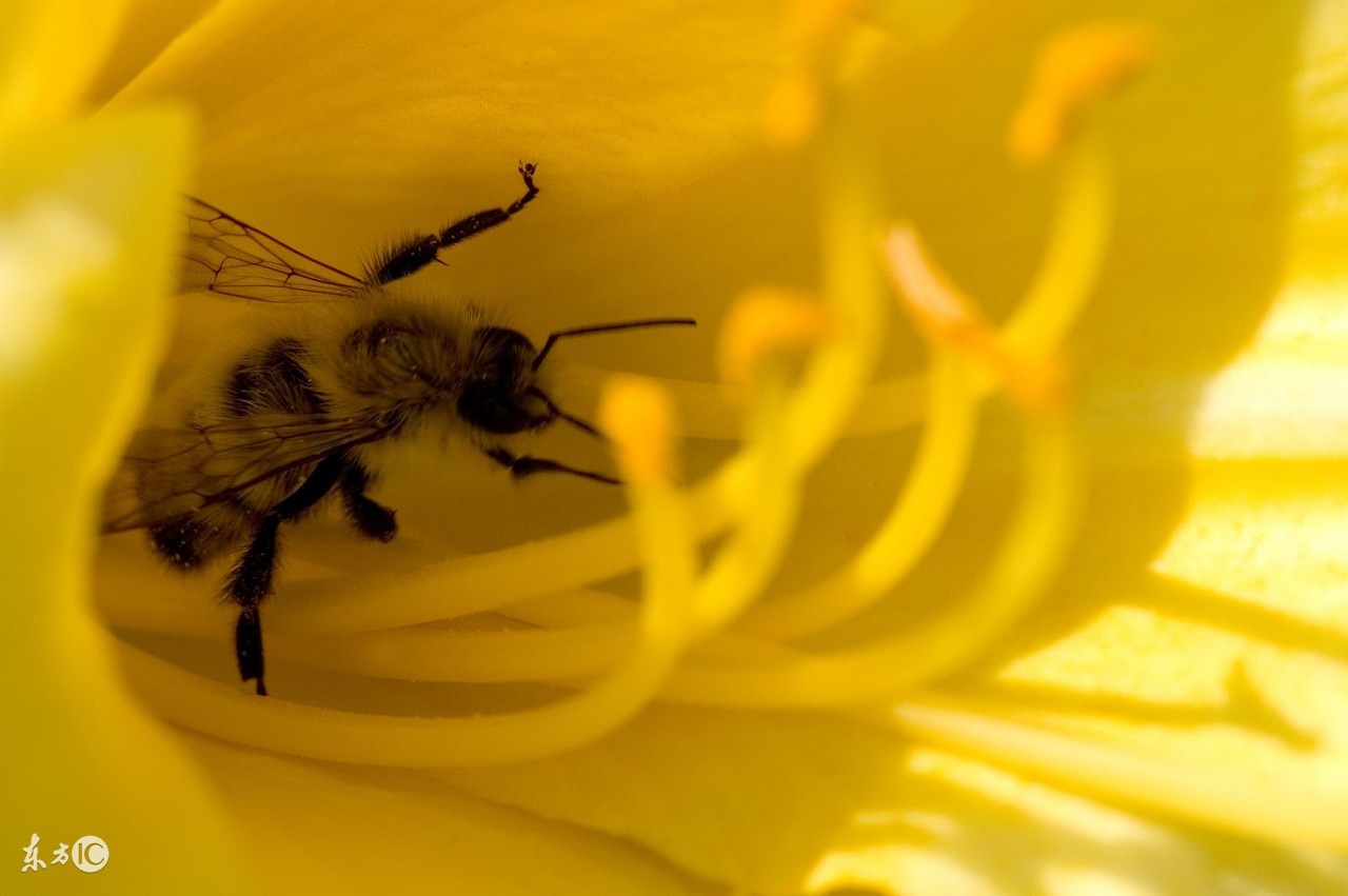 养蜜蜂专用术语,蜜蜂养殖技术维语版