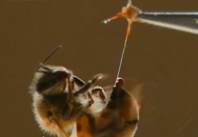 养蜜蜂专用术语,蜜蜂养殖技术维语版