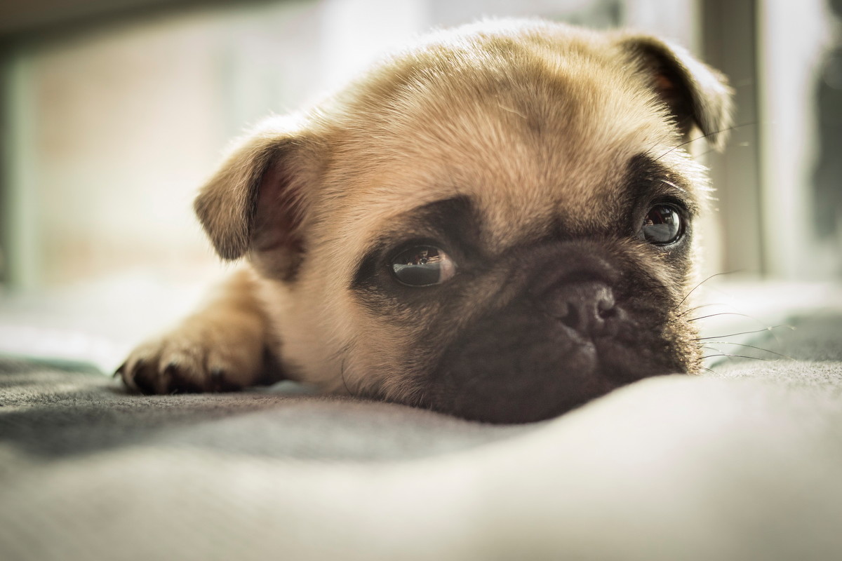 长得最好看的巴哥犬,运动能力超强的巴哥犬