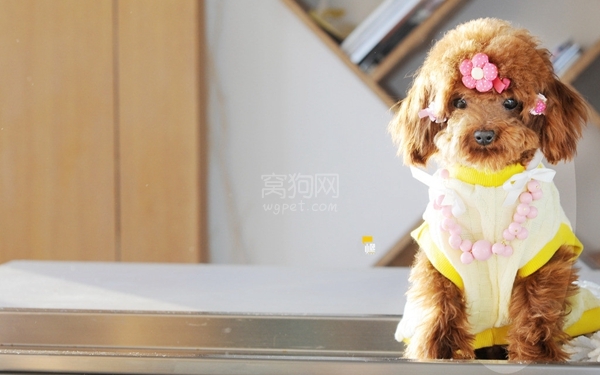 让狗狗听话的训练方法,让狗听话怎么训