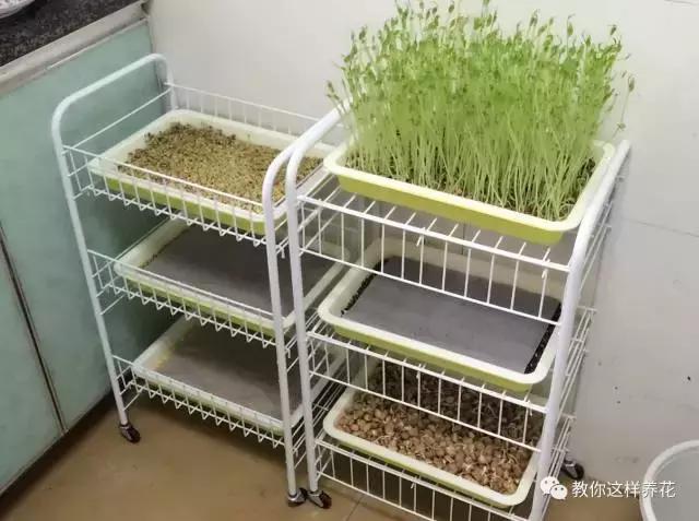 自己在家种菜做美食,家庭如何种菜做菜