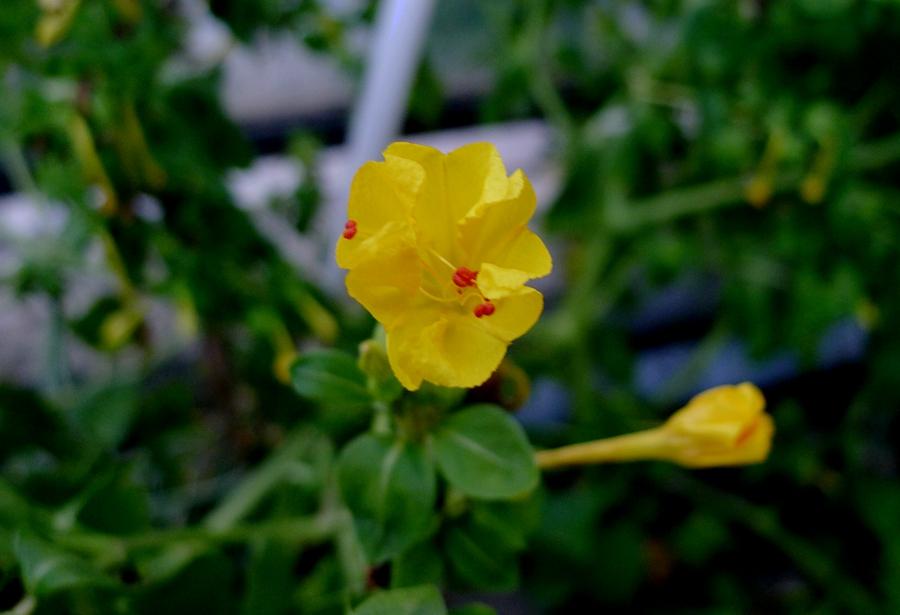 紫花茉莉治急性关节炎损伤接骨