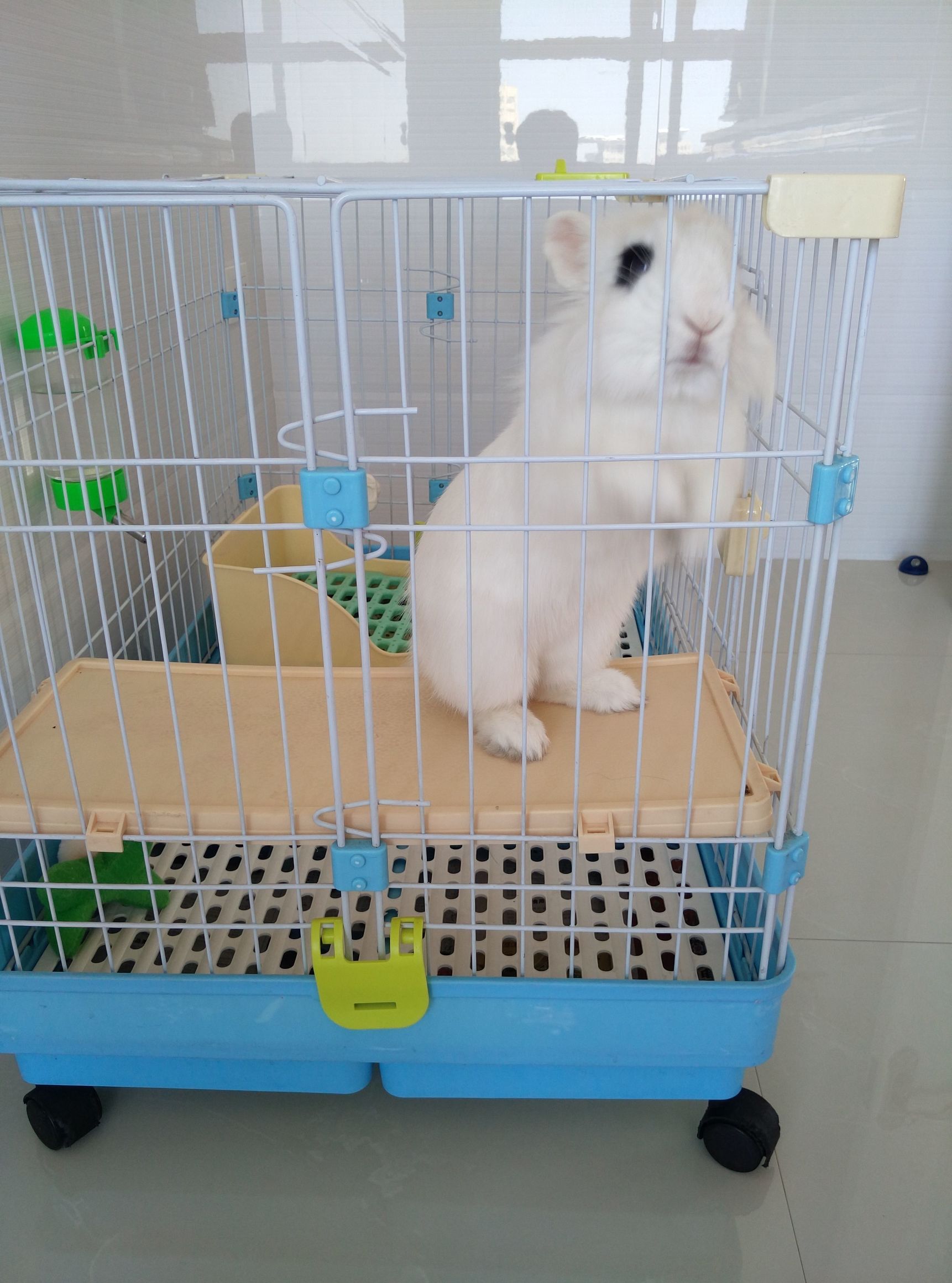 兔兔要相亲早晨却“中风”了于是自己动手掰掰