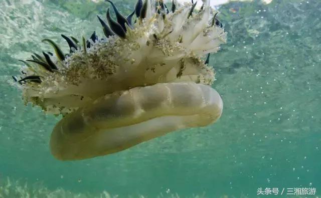 株洲神农城水母,株洲海洋馆水母王国