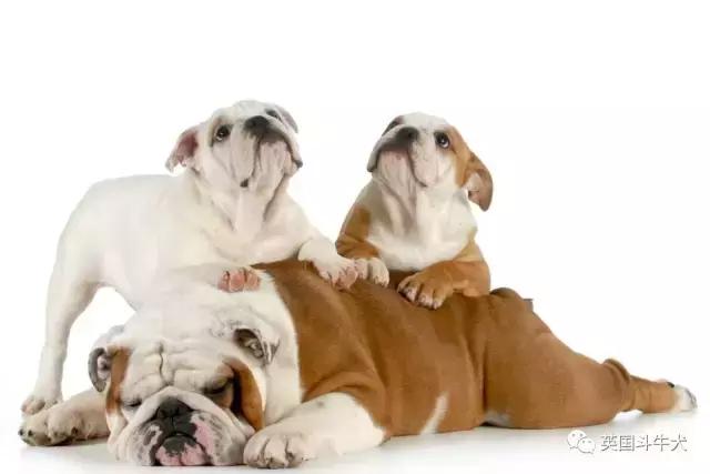 十大常见的斗牛犬,世界十大著名斗牛犬