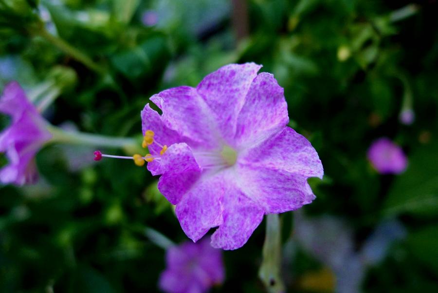紫花茉莉治急性关节炎损伤接骨