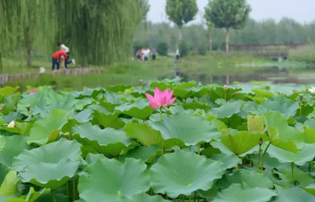 美丽的郑州北龙湖湿地公园,郑州北龙湖湿地公园初冬游记