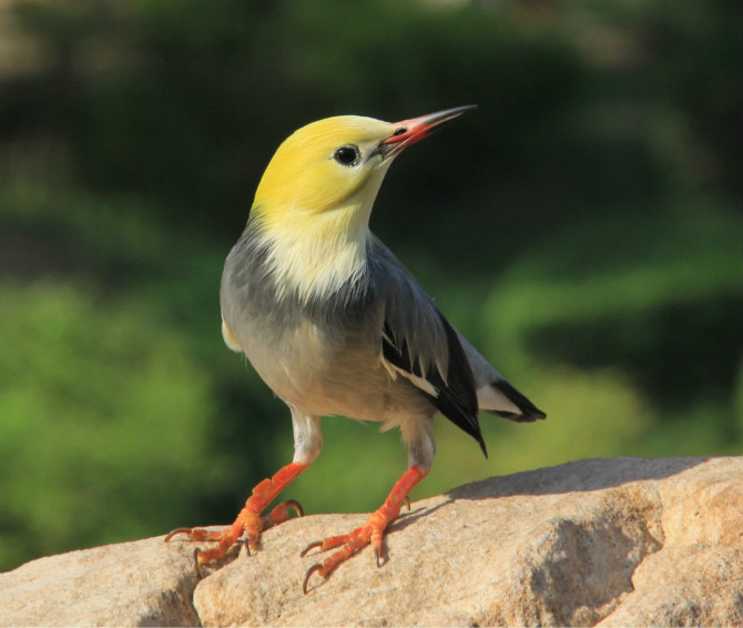 鸟类的视觉能力远超人类想象，神奇的导航能力曾长期让科学家困惑