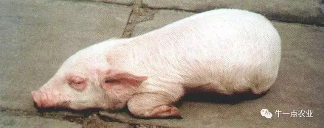 猪水肿病是由什么菌引起的,生猪水肿病的症状及治疗方法