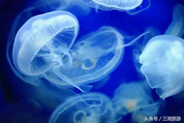 株洲神农城水母,株洲海洋馆水母王国