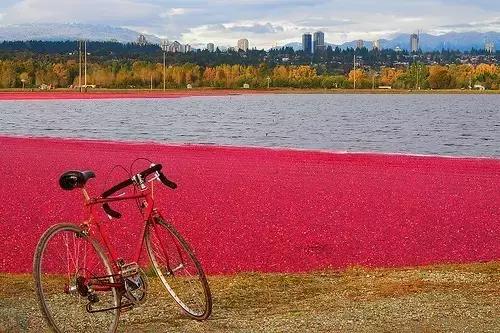 2018加拿大签证新政策是什么样的,2017加拿大签证攻略