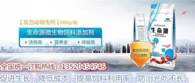 今年养羊是亏还是赚,倒羊和养羊哪个更赚钱