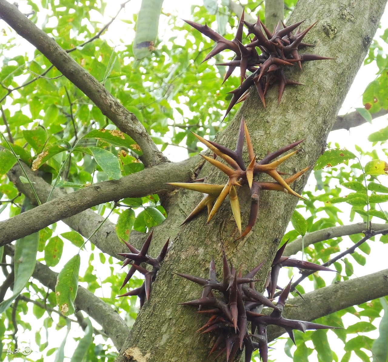 盆腔炎的自我按摩手法,盆腔炎的自我按摩图解
