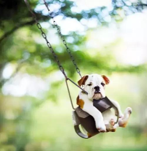 一梦谈狗：英牛那么丑，价格又贵，为什么还有那么多人养？