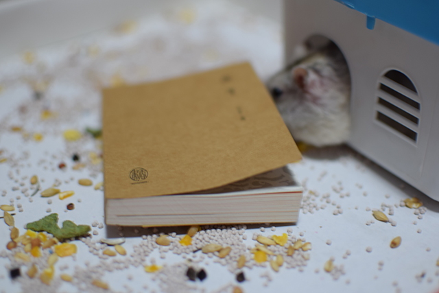 让仓鼠看书？喂食君表示惊呆了~知道后果后，想打给仓鼠书的人