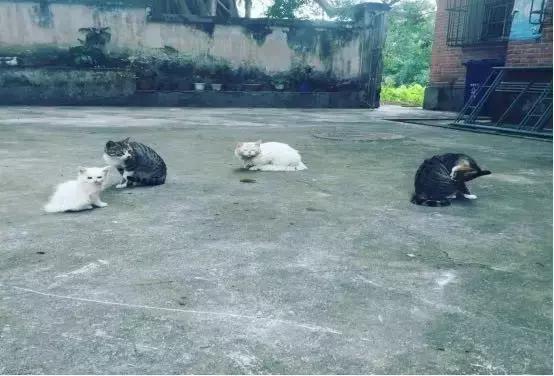 去厦门旅游最全的旅行攻略,十一去厦门旅游攻略自由行