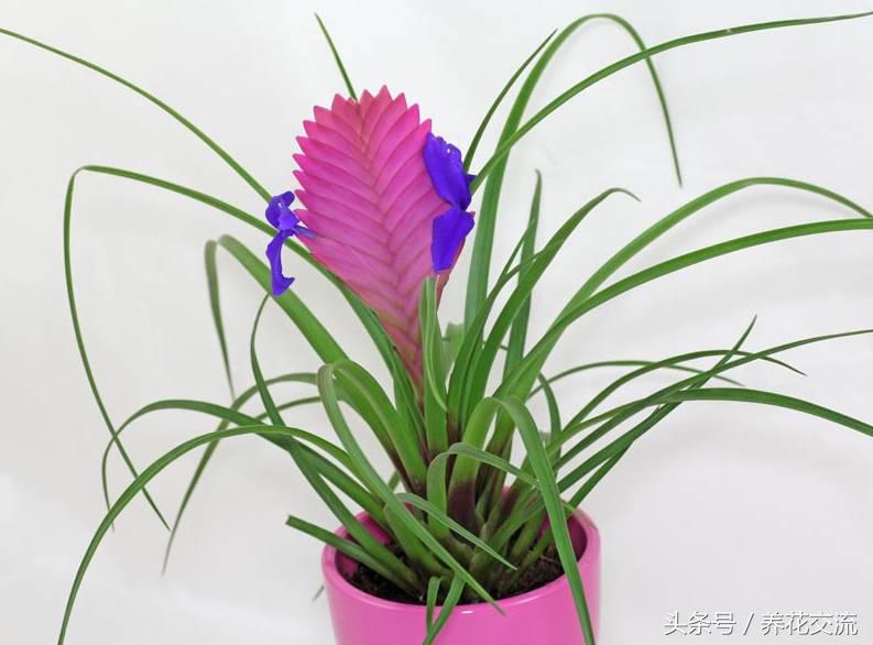 铁兰的养殖方法和注意事项讲解,铁兰花朵变绿救治办法是什么