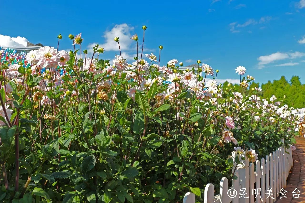 昆明捞鱼河公园万株野花如期绽放，国庆节踩烂2张共享单车也得去