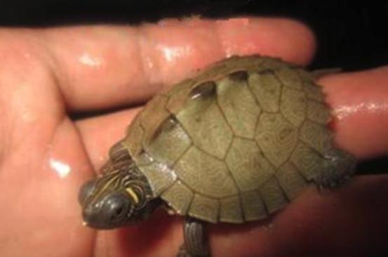 乌龟流貂蝉怎么玩,乌龟貂蝉