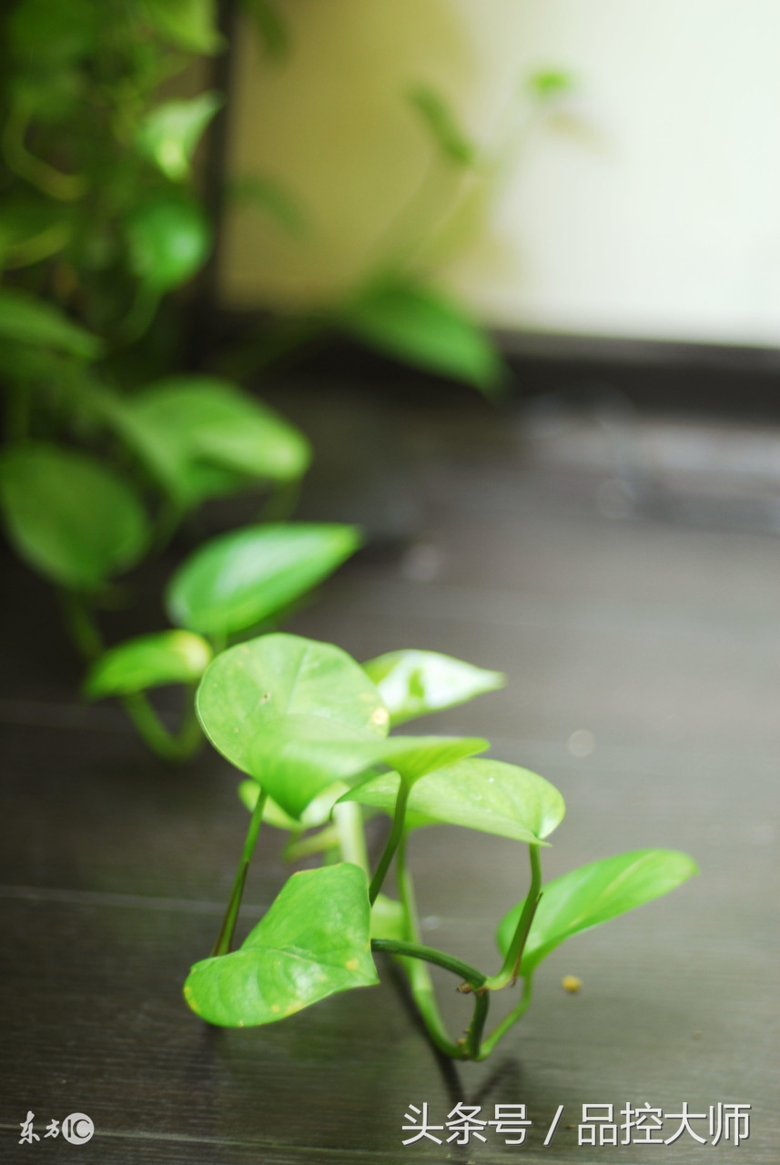 车内净化产品哪家强?绿萝VS炭包结果如何