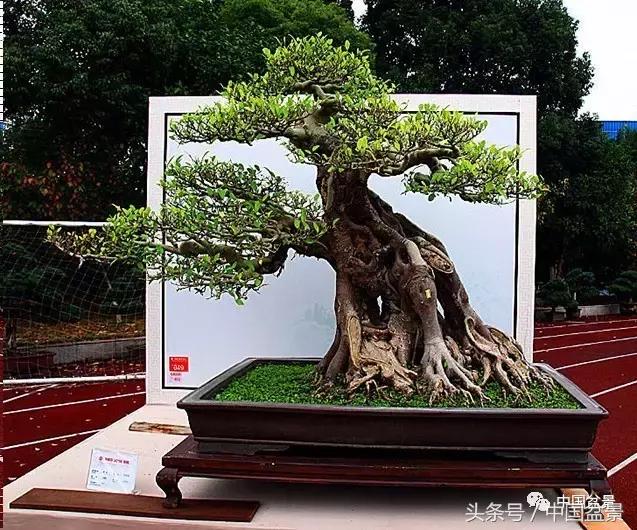 盆景收藏的前景,盆景收藏视频大全