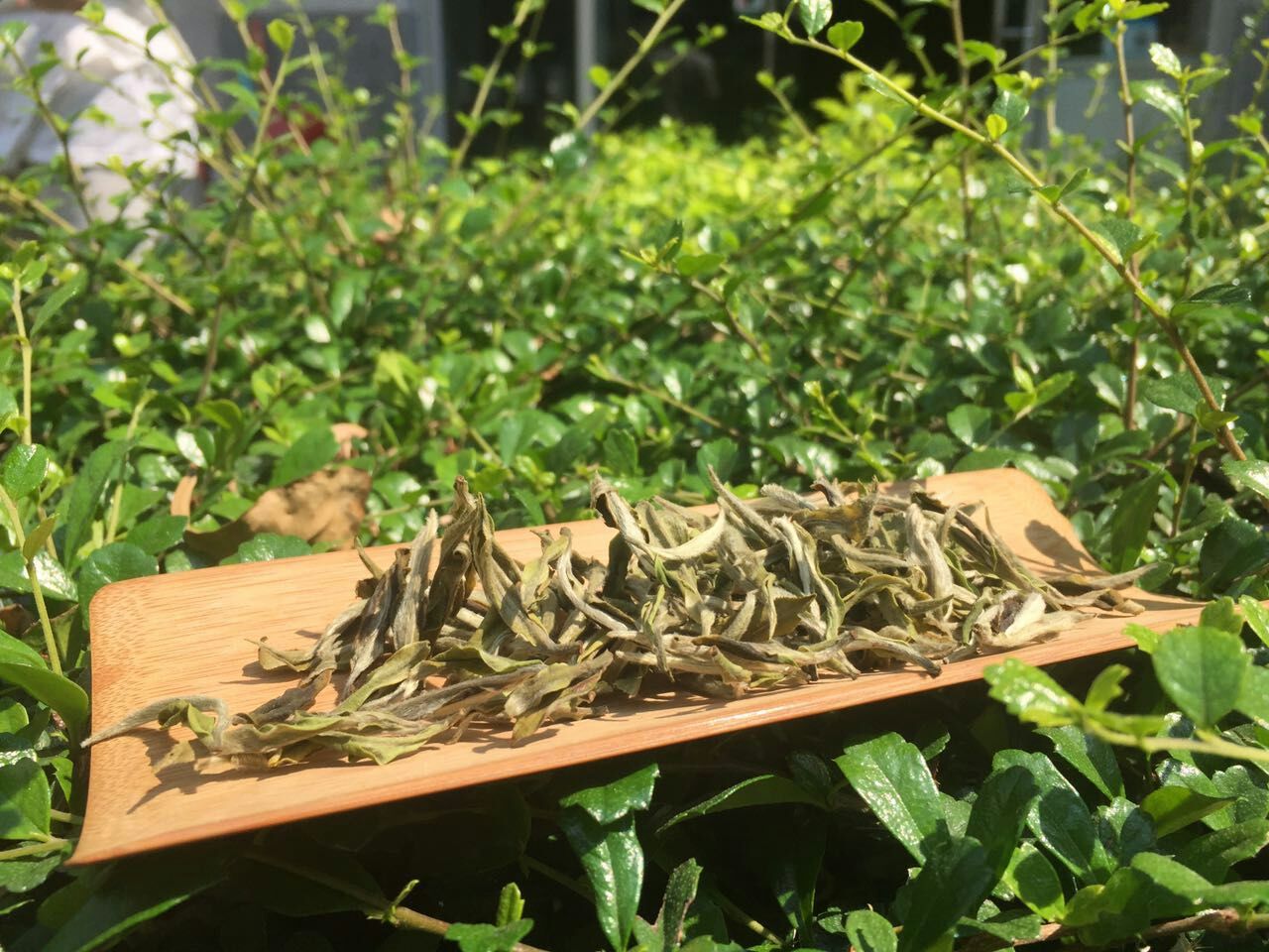 蝉尿有什么用,蝉尿没气味