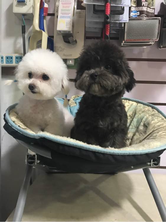 贵宾妈妈怀孕两个月依然没有生产，带去医院剖腹产后却是一场噩梦