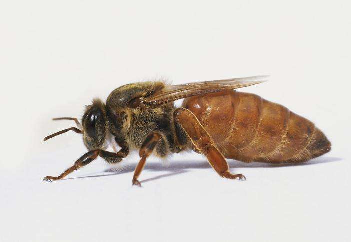 不死之虫水熊虫,不死之虫超越水熊