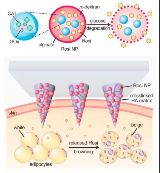 减肥不用运动神器,真正有效的减肥神器