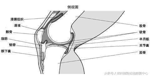 膝关节损伤要静养还是恢复训练,膝关节稳定训练避免运动损伤
