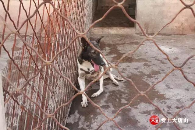 我们用镜头记录生活,记录流浪狗真实生活